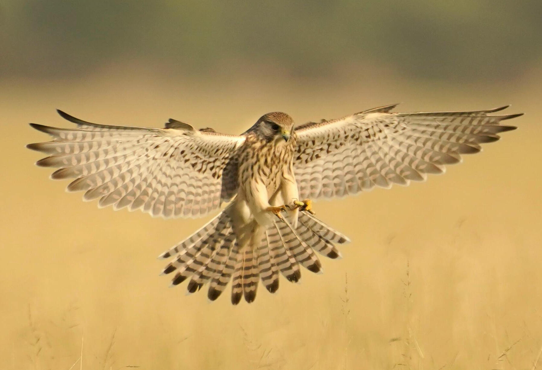 Kestrel Consulting Group Small. Nimble. Highly Effective.