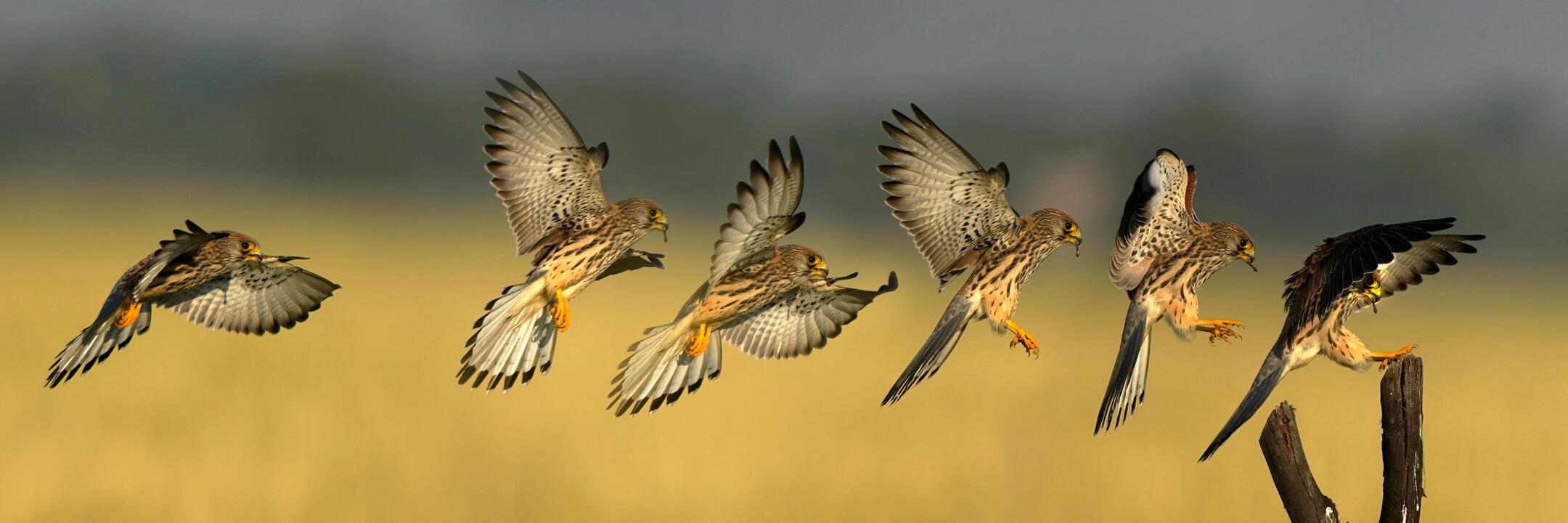 Kestrel Consulting Group We Help Private Equity Firms & Operators